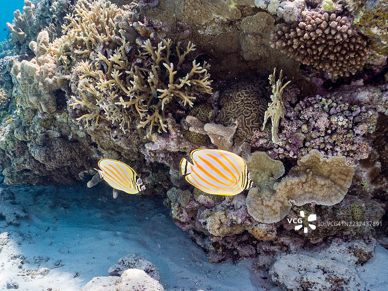华丽蝴蝶鱼，学名Chaetodon ornatissimus。一群热带鱼。美丽的珊瑚礁和游泳的人们。加希岛，座间味岛，慶良間群岛，岛尻郡，冲绳，日本 - 2025年6月29日图片素材