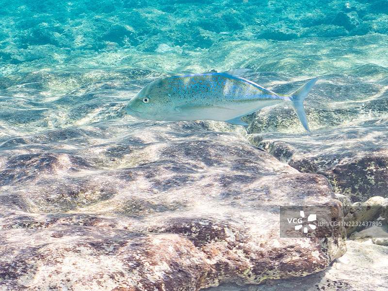 蓝鳍鲹,Caranx melampygus。一群热带鱼。美丽的珊瑚礁和游泳的人们。Gahi岛,座间味岛,慶良間群岛,岛尻郡,冲绳 - 2025年6月29日图片素材