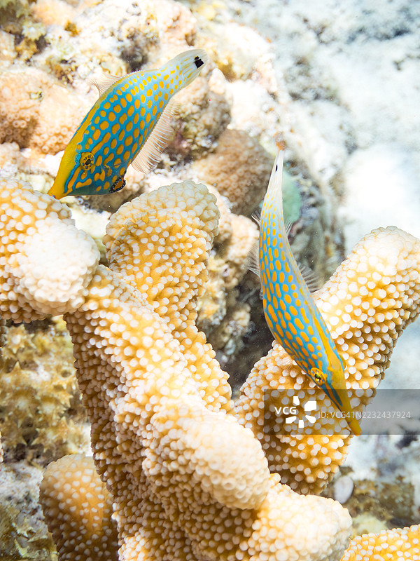 可爱的哈雷昆斑点鱼,橙斑斑点鱼(Oxymonacanthus longirostris)和其他美丽的珊瑚礁。热带鱼群。美丽的珊瑚礁和游泳的人们。Gahi岛,座间味岛,庆良间群岛,岛尻郡,2025年图片素材