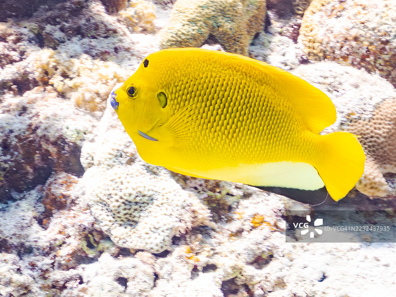 三点天使鱼，学名 Apolemichthys trimaculatus。一群热带鱼。美丽的珊瑚礁和游泳的人们。Gahi岛，座间味岛，慶良間群岛，岛尻郡，冲绳 - 2025年6月29日图片素材