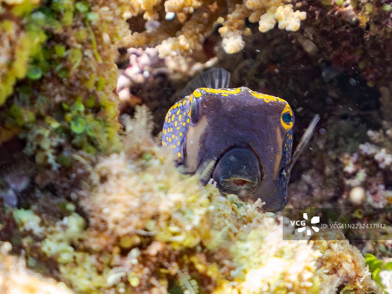 美丽的白斑箱鱼(Ostracion meleagris)和其他鱼类在美妙的珊瑚礁中。热带鱼群。美丽的珊瑚礁和游泳的人们。Gahi岛,座间味岛,慶良間群岛,岛尻郡,冲绳 - 2025年6月29日图片素材