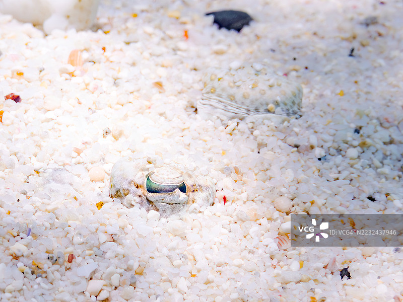 豹鲽，学名：Bothus pantherinus。一群热带鱼。美丽的珊瑚礁和游泳的人们。Gahi岛，座间味岛，慶良間群岛，岛尻郡，冲绳，日本 - 2025年6月29日图片素材