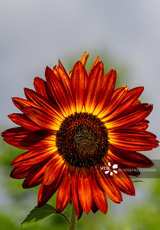 一朵明亮的向日葵图片素材