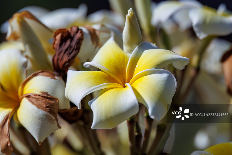 花园中的缅栀花。日本冲绳县岛尻郡慶良間群岛座间味岛 - 2025年6月29日图片素材