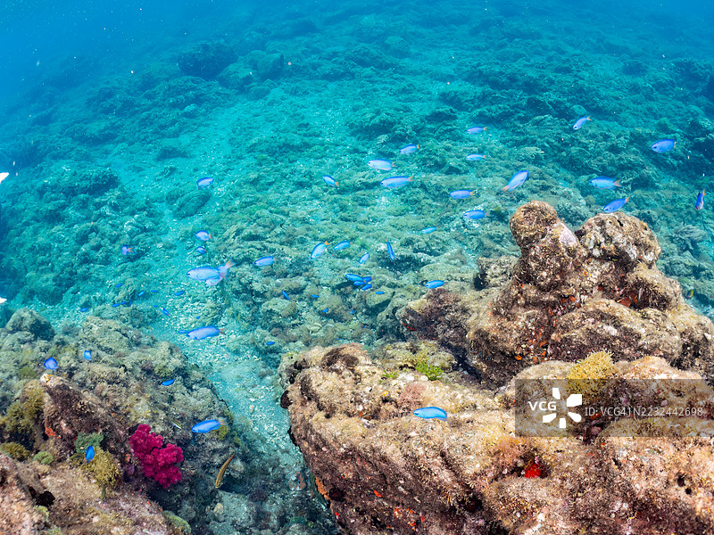 天使鱼，Pomacentrus coelestis，海金鱼，Pseudanthias squamipinnis，白鞍羊鱼，Parupeneus ciliatus，以及其他鱼类。鱼群。平藏海滩，中木港，南伊豆，伊豆半岛，静冈县，日本。- 2025年7月12日。图片素材