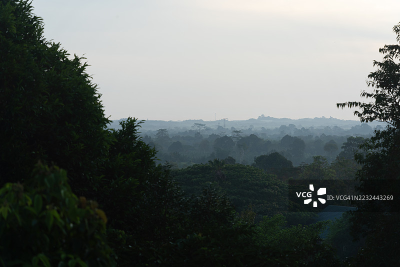 热带雨林早晨的高大植物图片素材