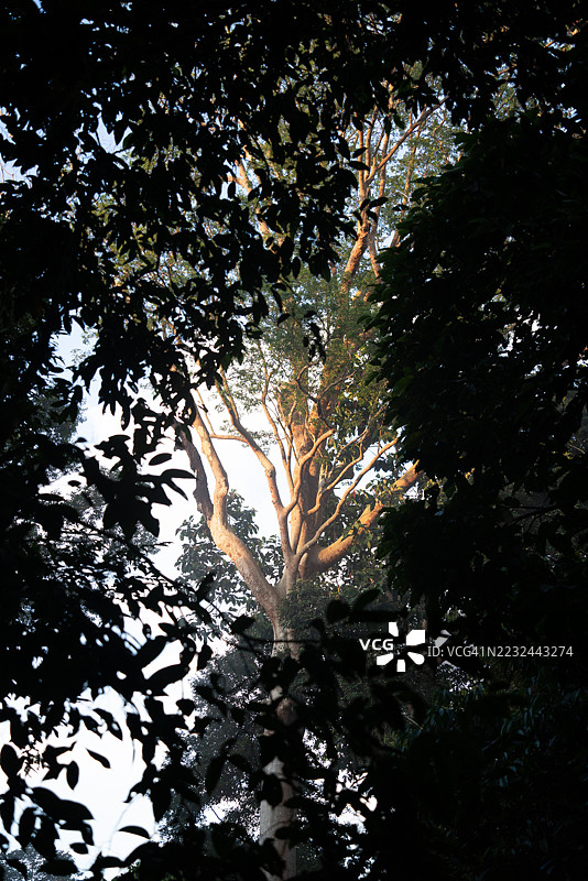 热带雨林早晨的高大植物图片素材