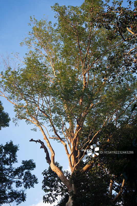 清晨的热带雨林高耸的植物图片素材