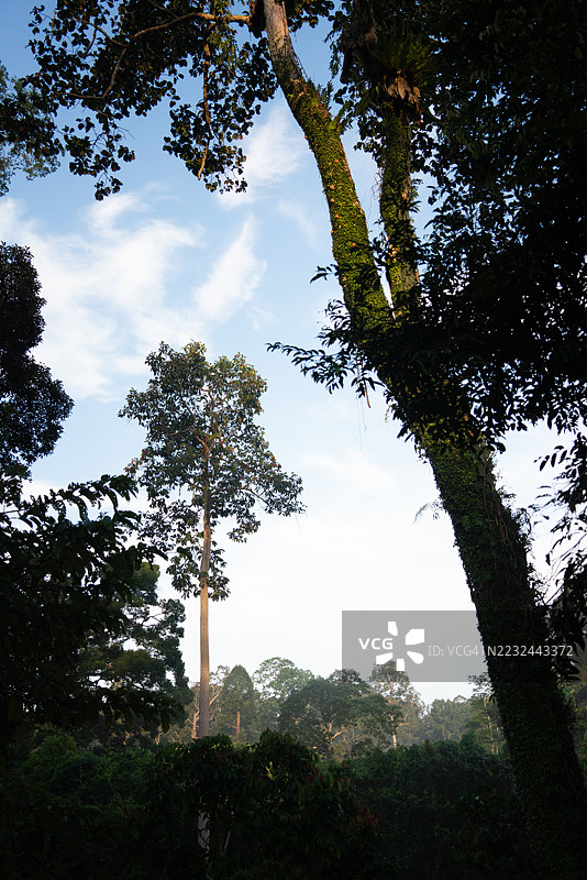 热带雨林早晨的高大植物图片素材