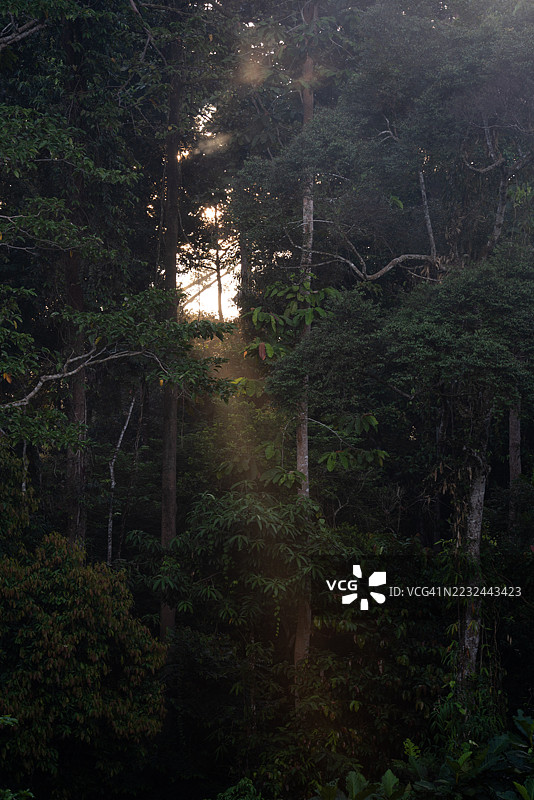 热带雨林早晨的高大植物图片素材