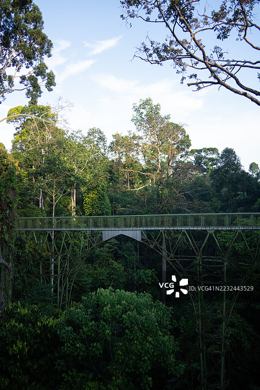 晨曦下的雨林木栈道图片素材