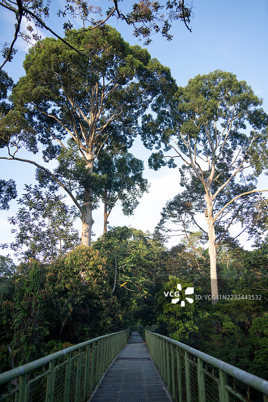 晨光下的雨林步行栈道图片素材