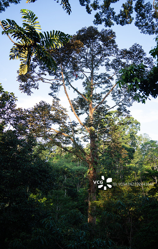 热带雨林中的高大植物在清晨图片素材