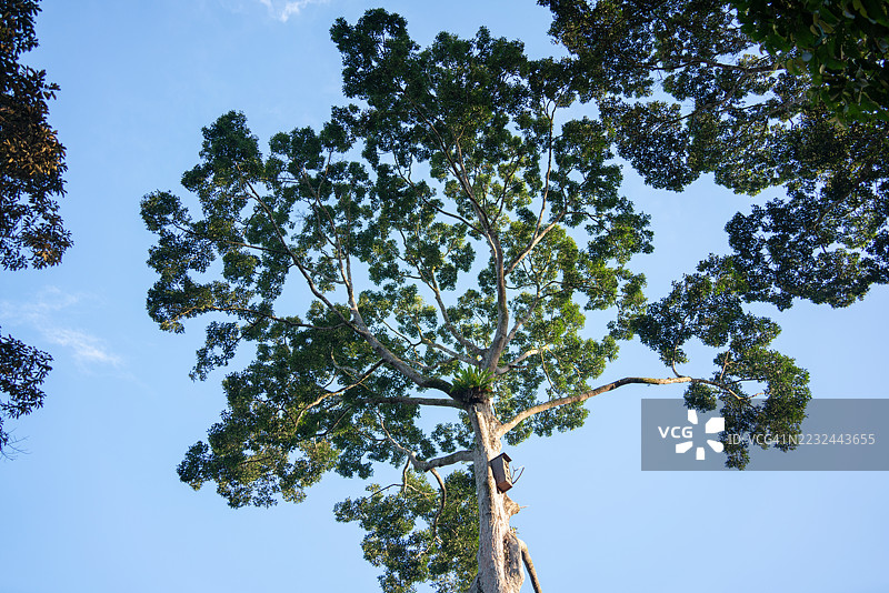 热带雨林清晨的高大植物图片素材
