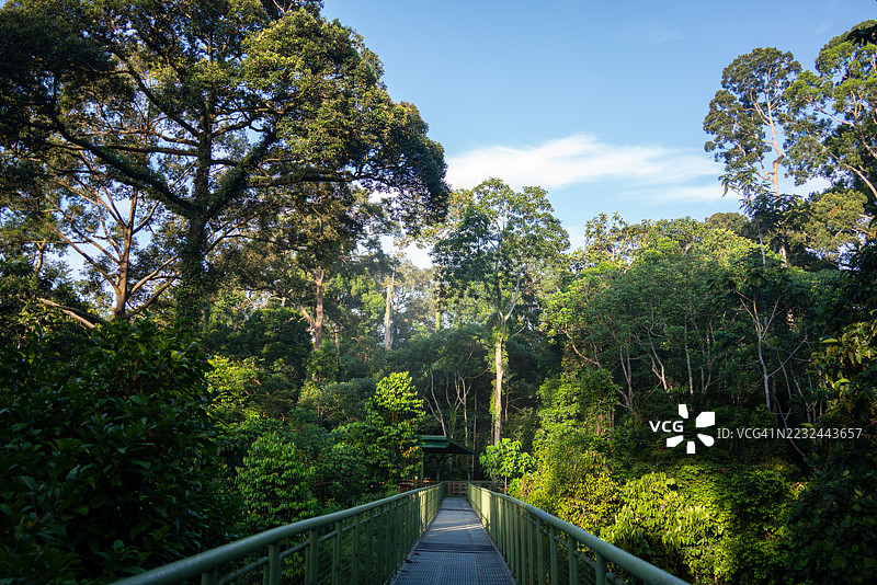 晨光下的雨林木栈道图片素材