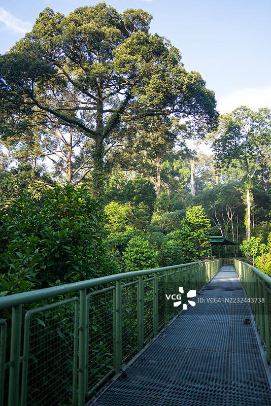 晨光下的雨林木栈道图片素材