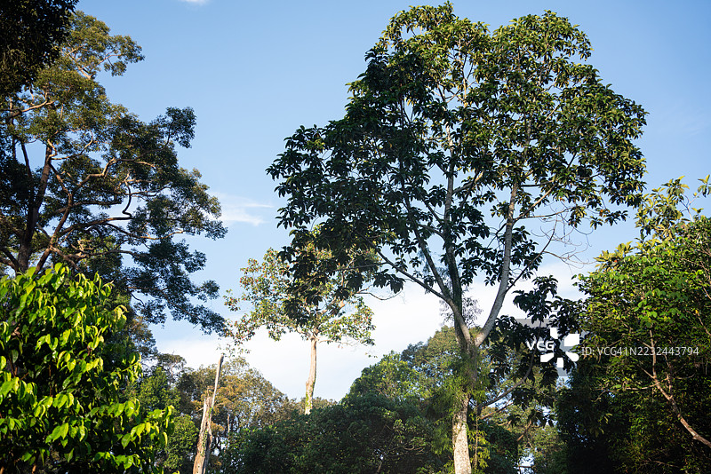 热带雨林清晨的高大植物图片素材