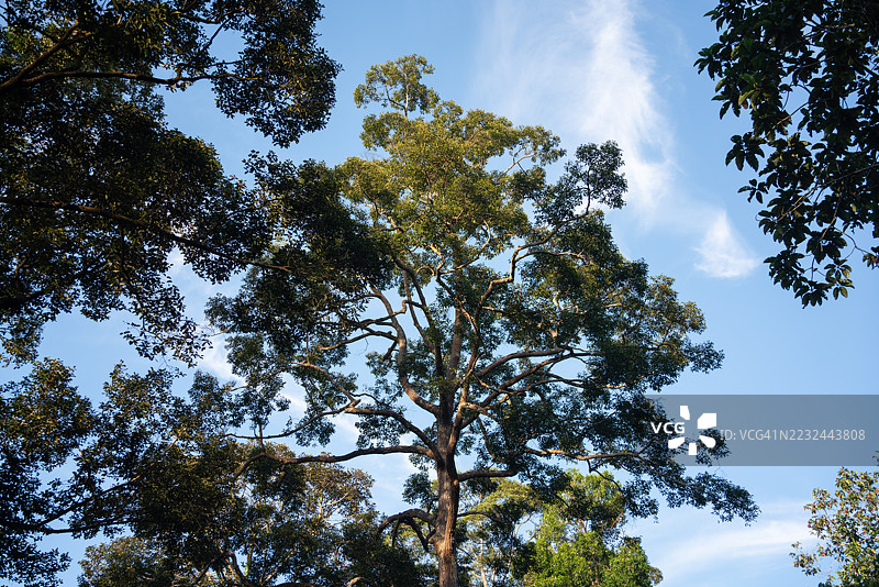 清晨的热带雨林高大的植物图片素材