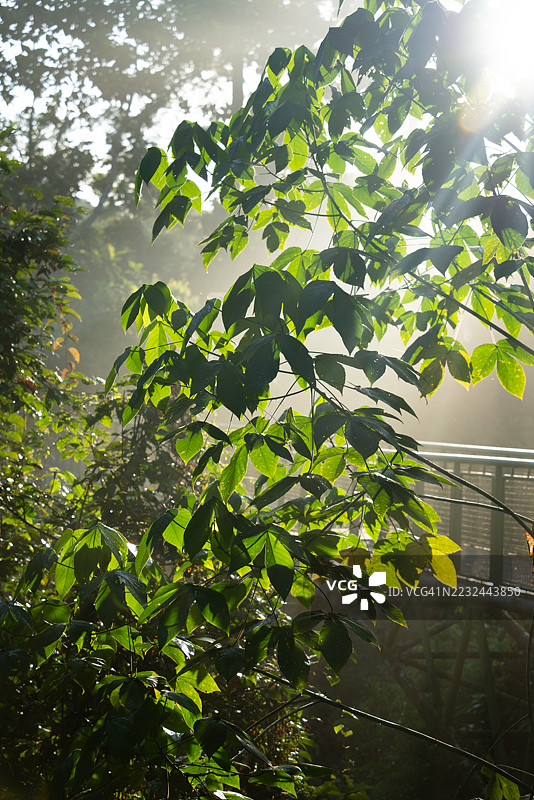 晨光下的雨林栈道图片素材