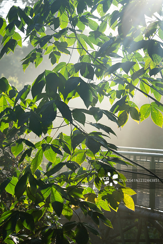 晨光下的雨林木栈道图片素材