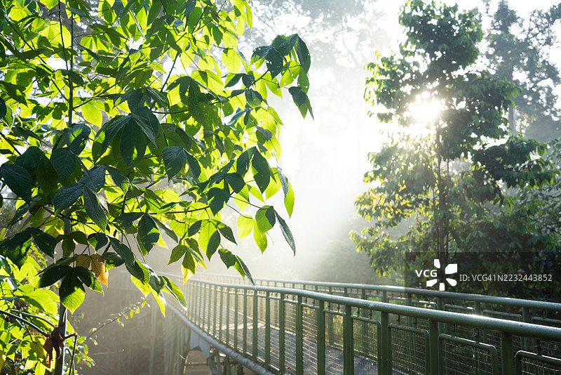 晨光下的雨林木栈道图片素材