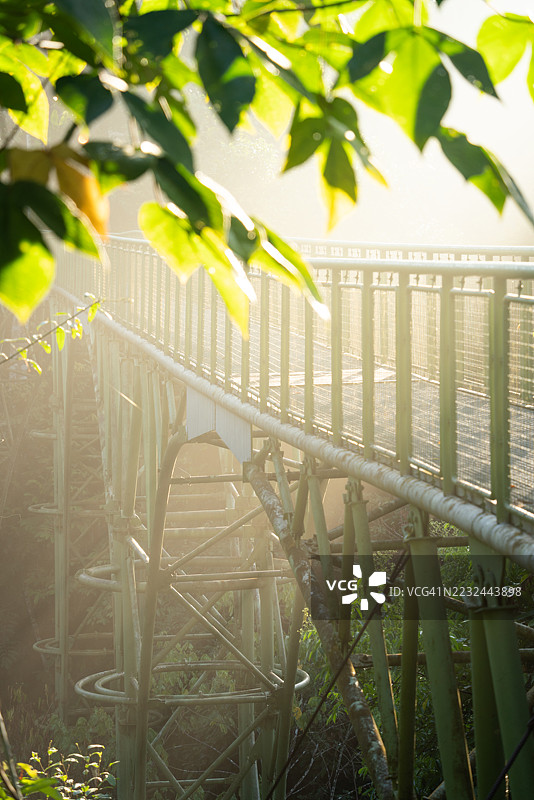 晨光下的雨林木栈道图片素材
