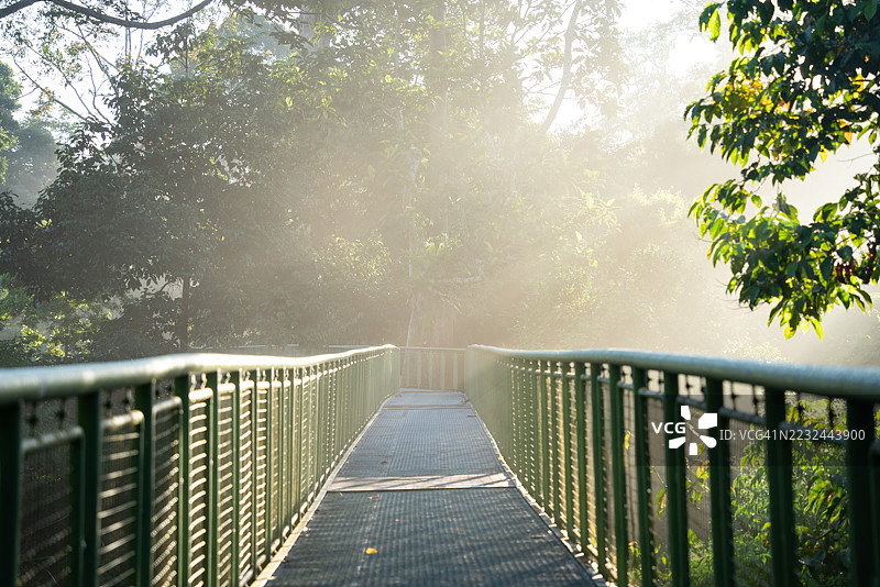 晨光下的雨林步行栈道图片素材