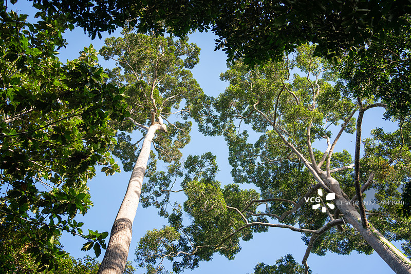热带雨林早晨的高大植物图片素材