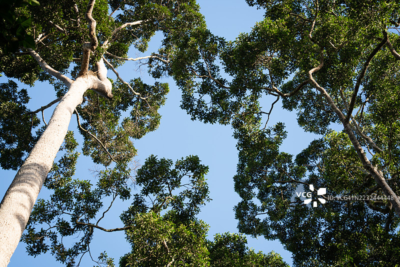 热带雨林早晨的参天大树图片素材