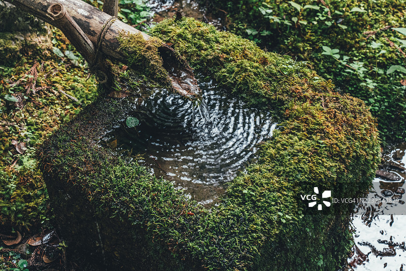 京都府的若院寺，覆盖苔藓的水景与竹管图片素材