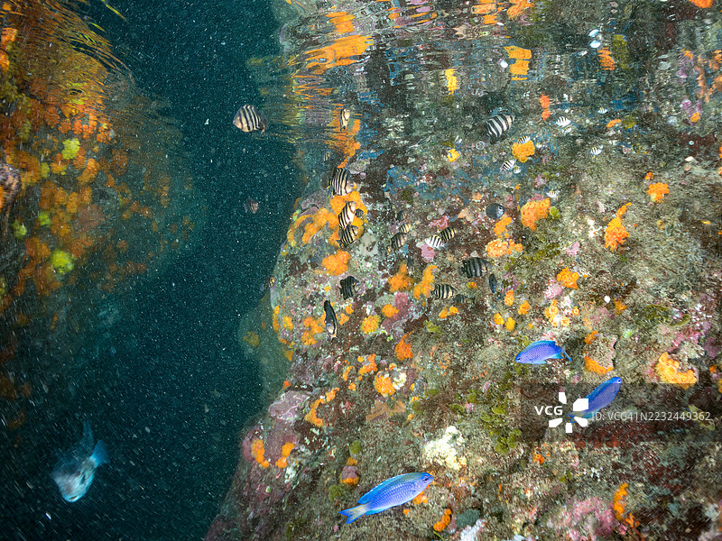 鹦嘴鱼，刀嘴鱼，带纹鱼，军官鱼，阿布德夫鱼，天使小丑鱼。幼鱼。以及其他。鱼群。橙色杯状珊瑚，福尔克内珊瑚。平藏海滩，中城港，南伊豆，伊豆2025。图片素材