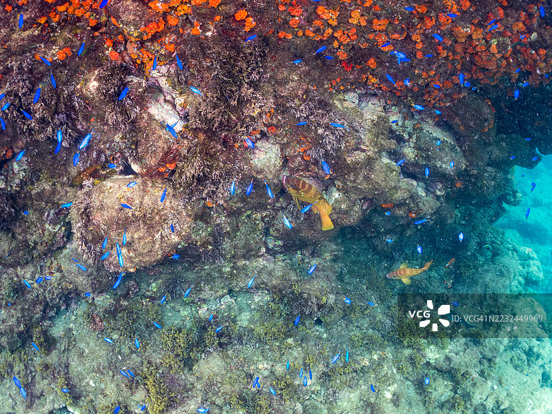 天使鱼，Pomacentrus coelestis，海金鱼，Pseudanthias squamipinnis，黑鳍石斑鱼，Epinephelus fasciatus，橙色杯状珊瑚，Tubastraea foulkneri，软珊瑚，以及其他。鱼群。平藏海滩，中木港，南伊豆，伊豆2025。图片素材