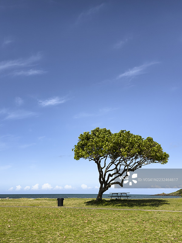 海滩公园中的孤独树木、野餐桌和海洋景观，位于夏威夷瓦胡岛图片素材