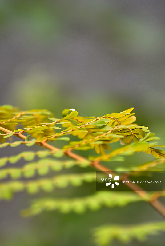 鲜艳绿色的叶子紧贴在红褐色的茎上。图片素材