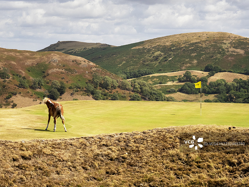 一匹小马在丘奇斯特雷顿高尔夫球场上吃草，由于持续的干旱，该球场已于2025年8月在什鲁斯伯里郡朗特明德变成褐色。图片素材