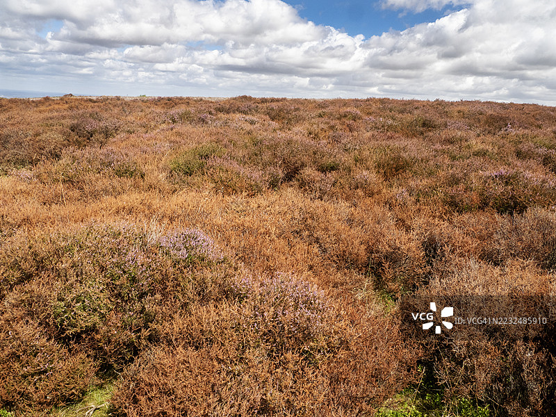 2025年8月，英国什罗普郡朗明德的石楠因持续干旱而枯黄。图片素材