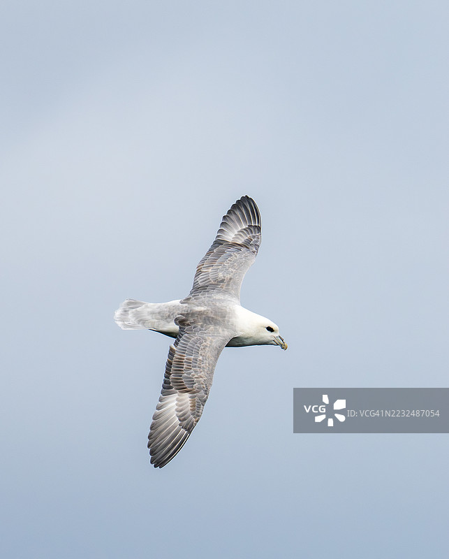 一只在英国诺森伯兰郡西豪斯附近飞行的北方海鸥（Fulmarus glacialis）。图片素材