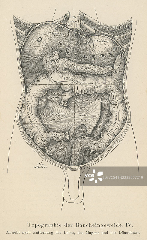 老式雕刻插图，展示了腹腔，这是人类和许多其他动物体内的一个大腔体，位于胸腔下方，骨盆腔上方，包含多个器官。图片素材