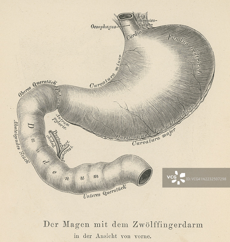 旧版雕刻插图：胃和十二指肠图片素材