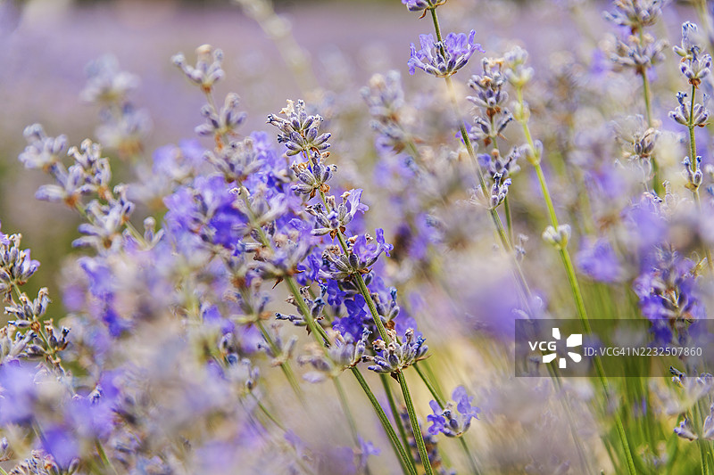 普罗旺斯，瓦朗索尔周围的薰衣草田图片素材