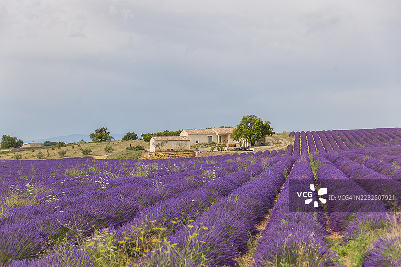 普罗旺斯，瓦朗索尔周围的薰衣草田图片素材