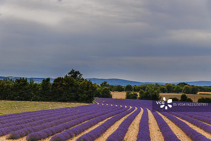 普罗旺斯，靠近雷维斯特·杜·比翁的薰衣草田图片素材