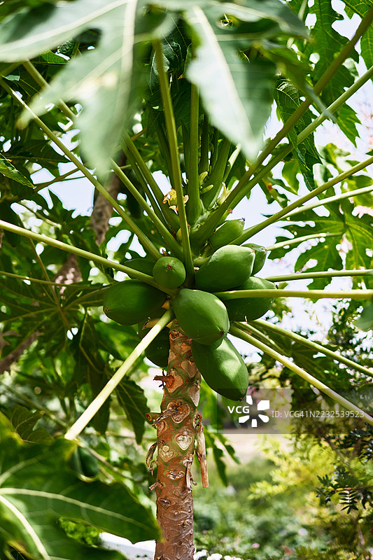 绿色木瓜果实在树上生长图片素材