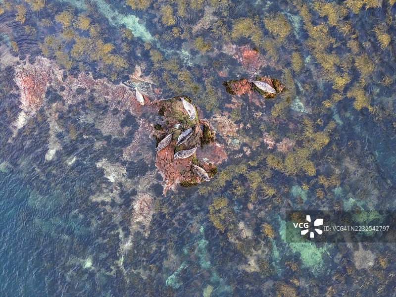 苏格兰苹果十字的波尔克里达湾中的野生海豹图片素材