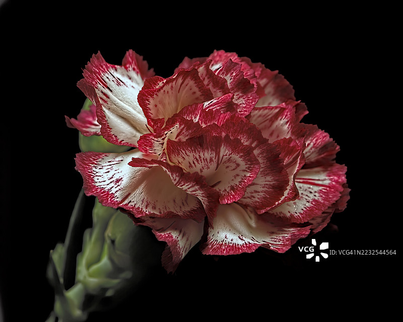 黑色背景下红白相间的康乃馨特写图片素材