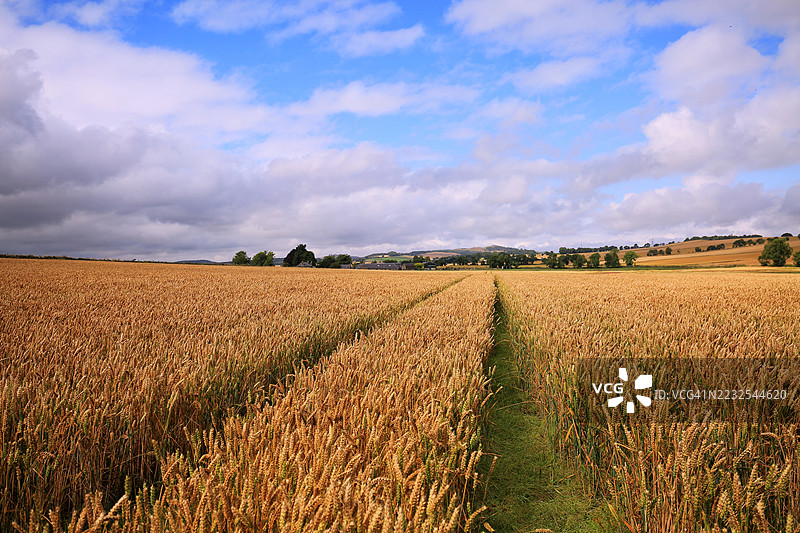 广阔的麦田在蓝天之下图片素材
