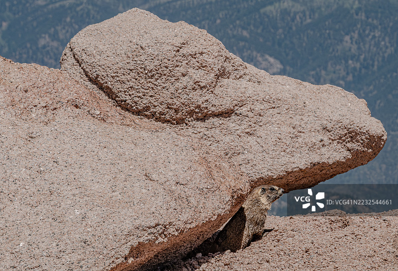 在山地风景中从岩石缝隙中探出头来的土拨鼠图片素材