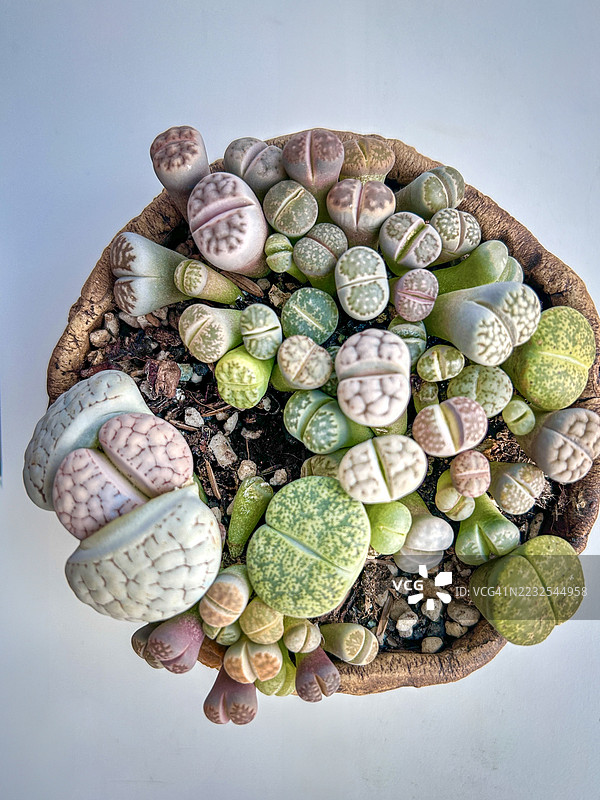 彩色石头花的俯视图在花盆中图片素材