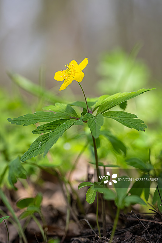 森林中盛开的黄色野花图片素材