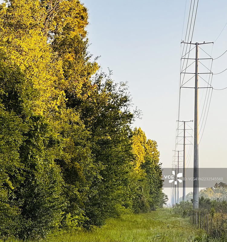 电力线沿着一排树木在晴朗的天空下延伸，哈恩斯城，美国图片素材